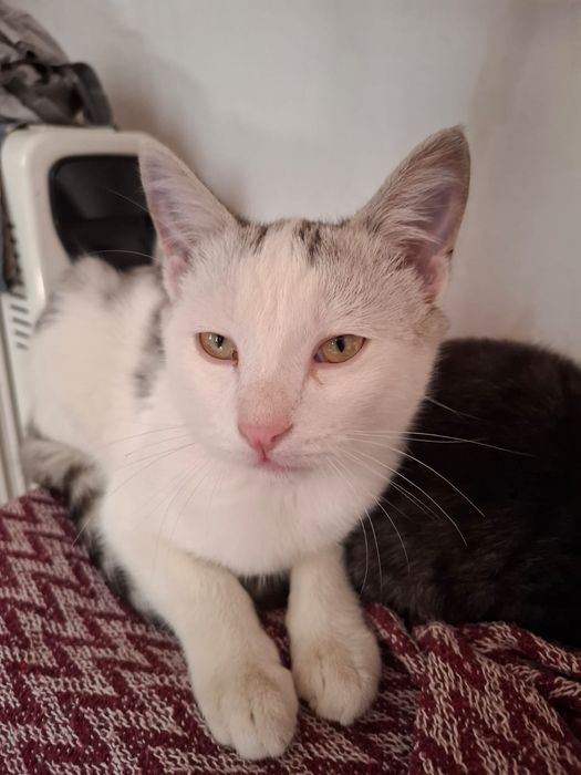 Кот кошка котенок