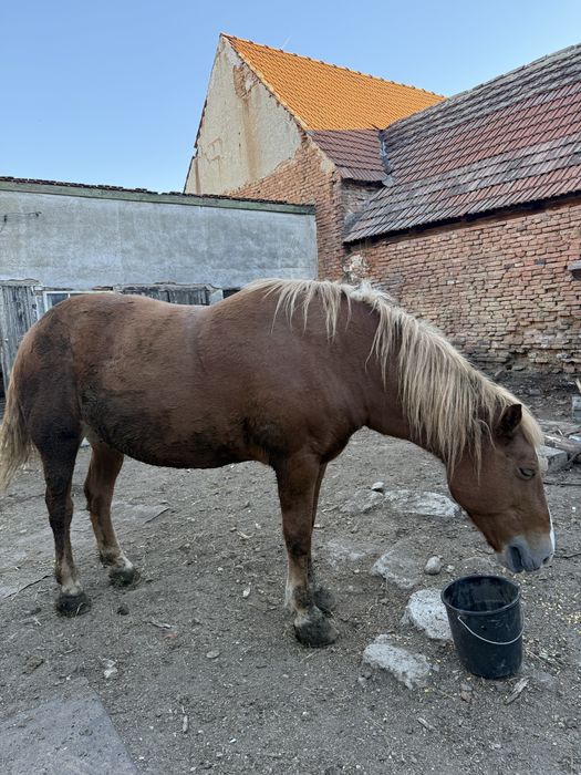 Vând iapă, are aproximativ 12 ani, a fost pusa la căruț, munca de câmp, iapa e buna, sanatoasa. Mai multe detalii la telefon!