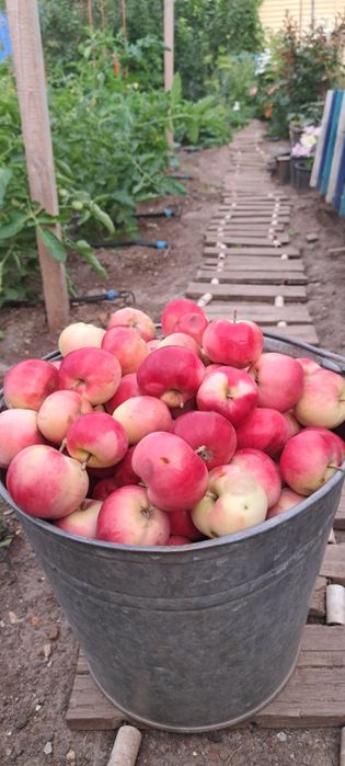 Продам яблоки сорт летний