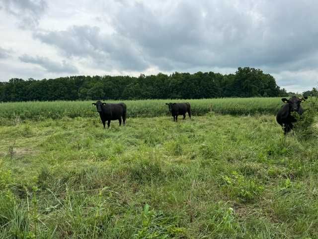 Vaci , vitei , juninci Aberdeen Angus