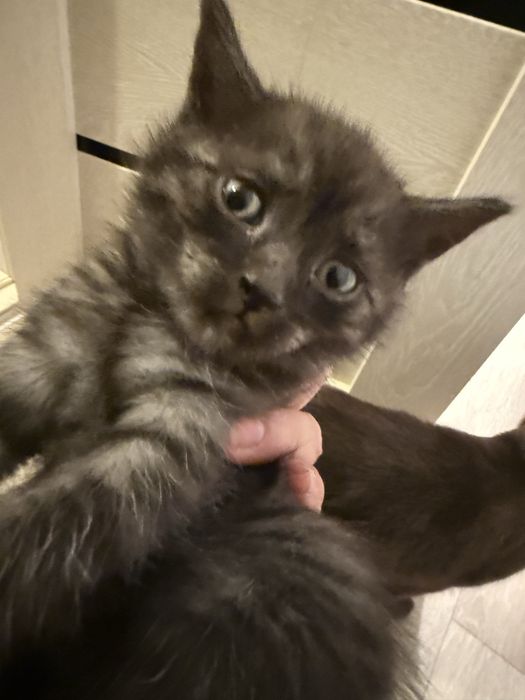 Добрый руки котята