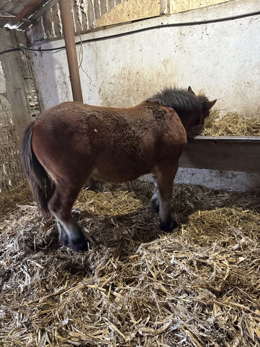 Vând mânz semigreu de 7/8 luni