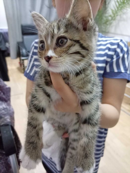 Котенок, девочка, очень  красивая