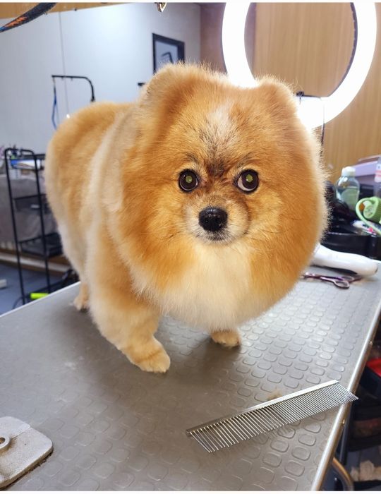 Груминг. Стрижка собак