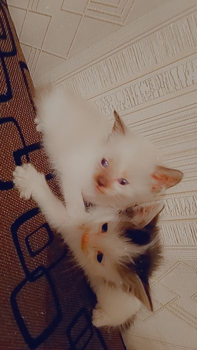Отдам котят  в добрые руки