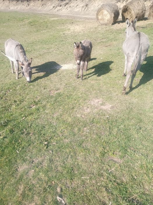 Vând   măgari  cuu un pui de măgar