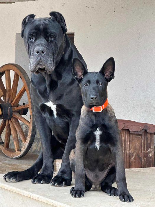 МАЛИНОА - белгийска овчарка