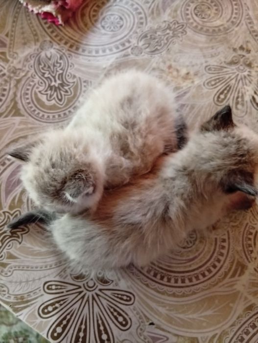 Продаю сиамских котят