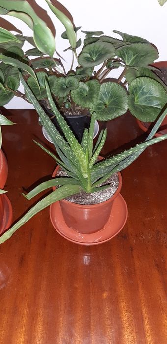 Алое, Калатея, Традисканция, Паричка, Копривка