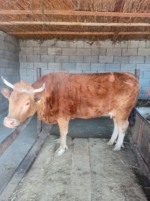 Корова продается