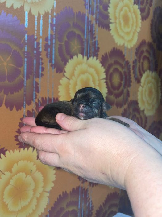 Щенки Пекинеса бронь