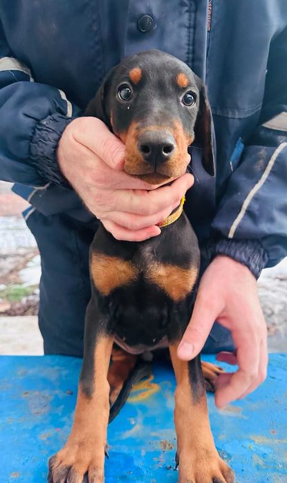 Доберманчета с родословни родители