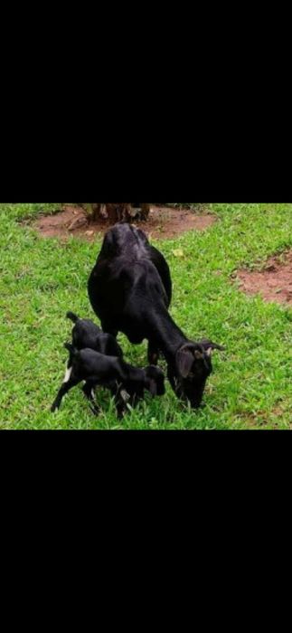 Коза с козленком, ешкі лағымен