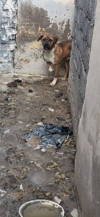 Ит аңға шығады келісім бар