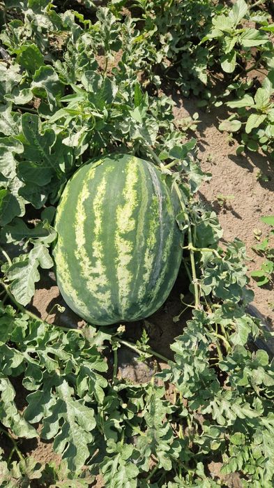 Продам арбузы спелые