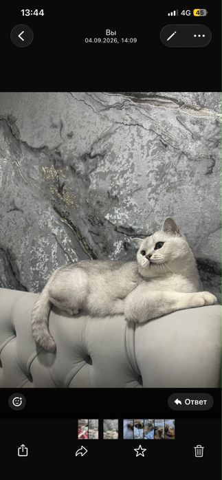 Котята ласковые игровые  пародистые