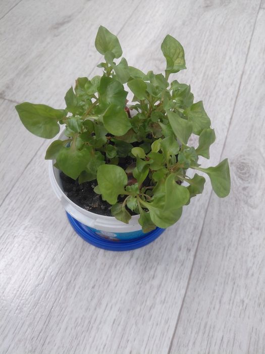 Продам комнатные растения.