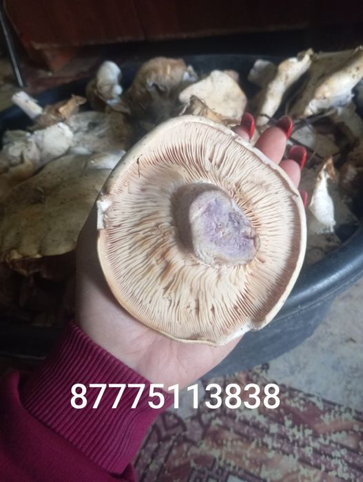 Синеножка свежие вкусные грибы пишите на ватсап -