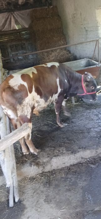 Parodali Buqa sotiladi 25 mln ga