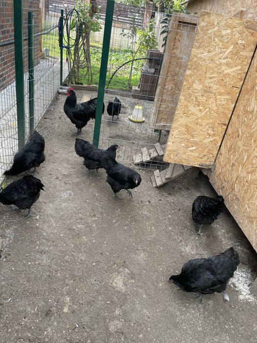 Oua australorp negru(pentru incubat)