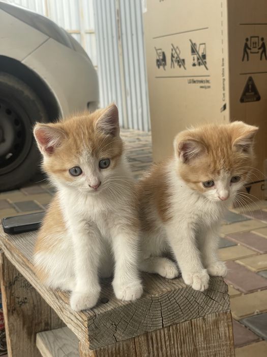 Котята 2месяца мальчики и девочка