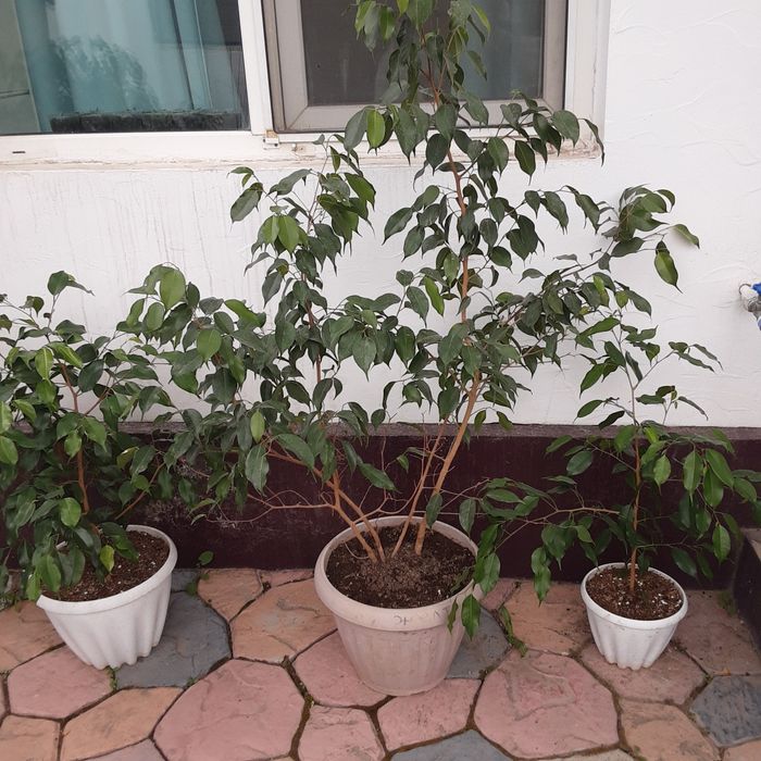 Продам Фикус Бенджамина