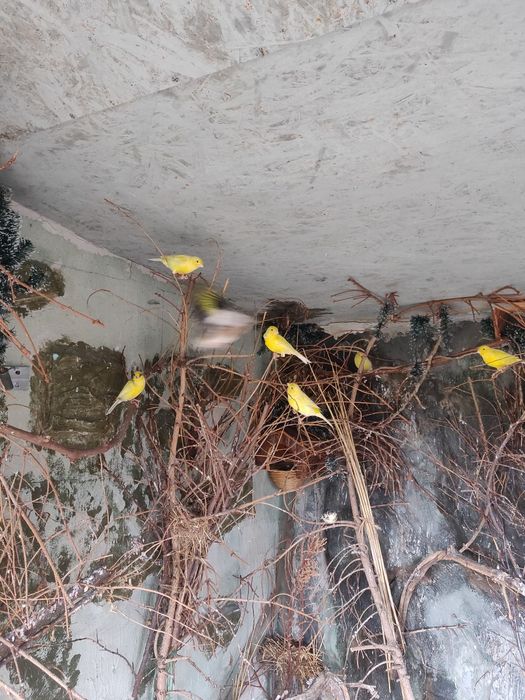 Canari de vânzare