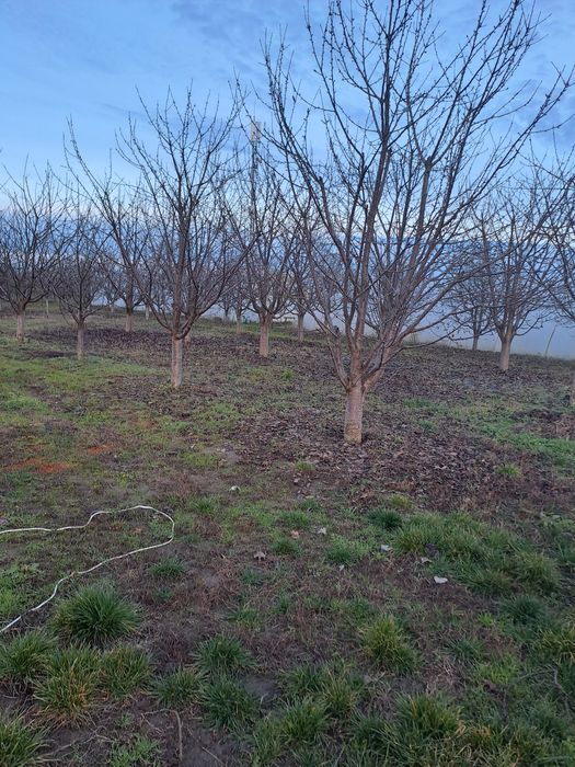 Livada cu pomi fructiferi