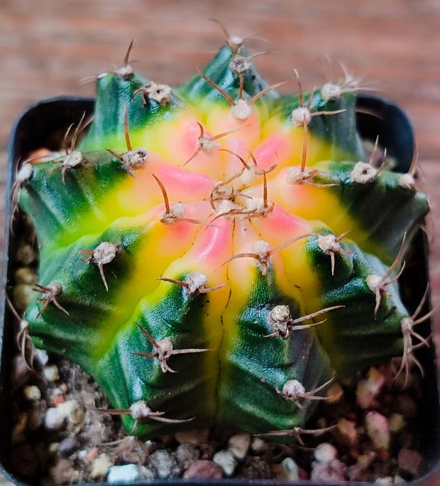 Вариегатные кактусы