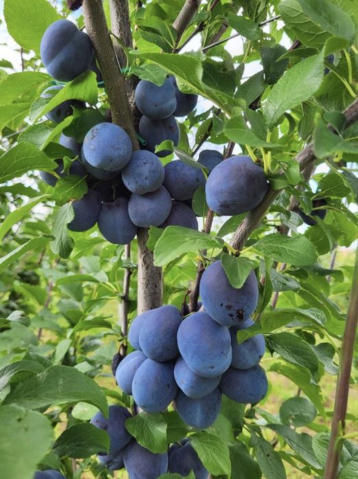 Vand prune pentru consum, compot sau gem.