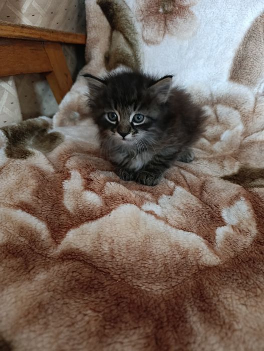 Домашний котёнок.