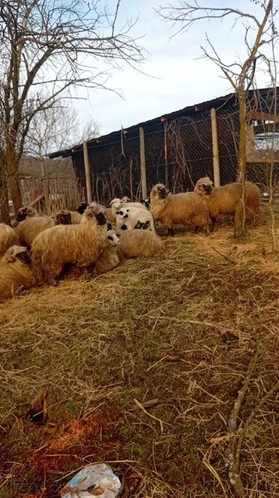 Salut vănd 19 oi turcane cu miel langa ele