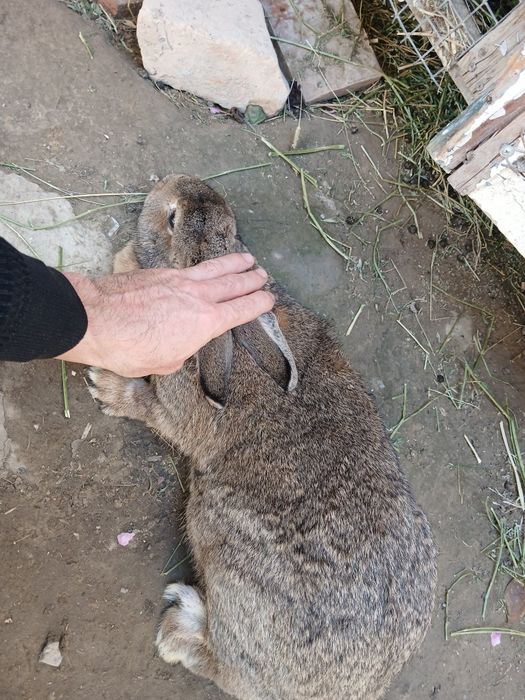 Кролики великан гибрид