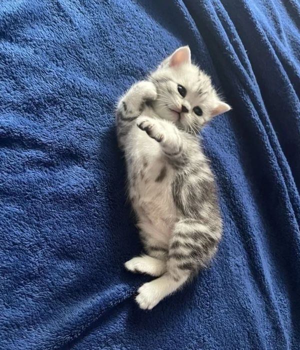 Котята прямоухие девочки 1.5 мес
