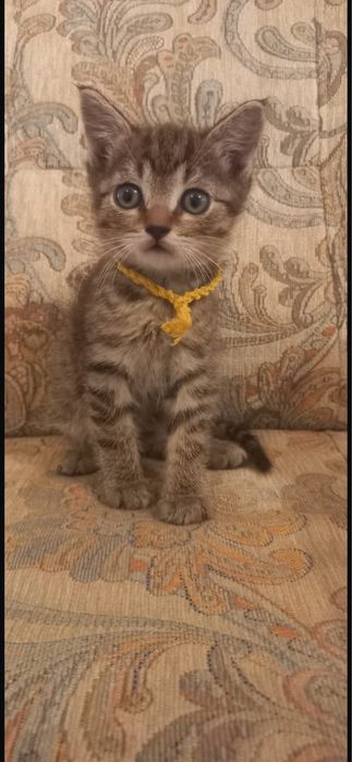 Отдам котят бесплатно