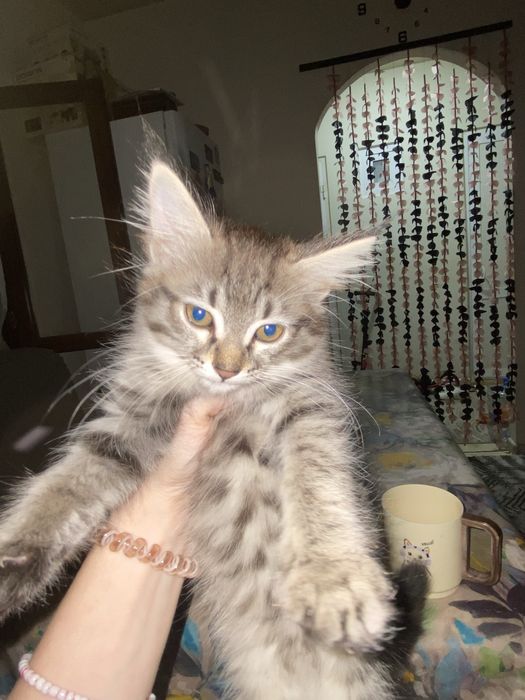 Отдам котенка девочку