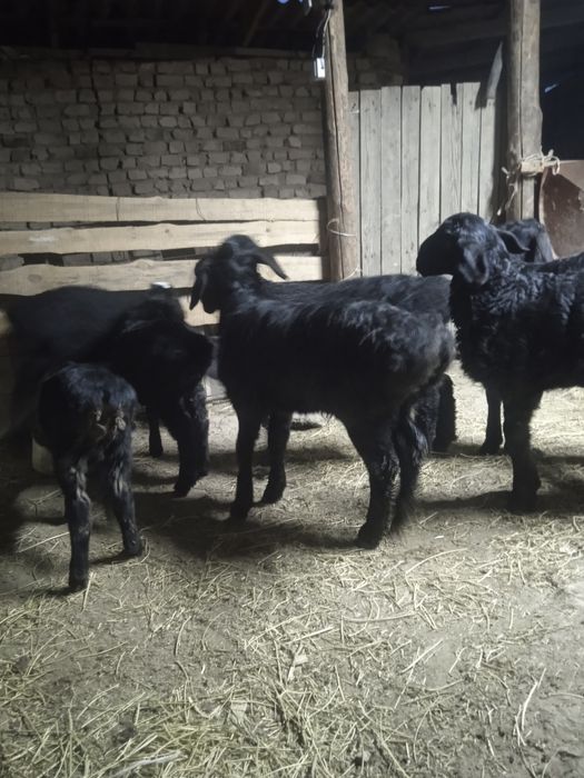 Козы сатылады козылар