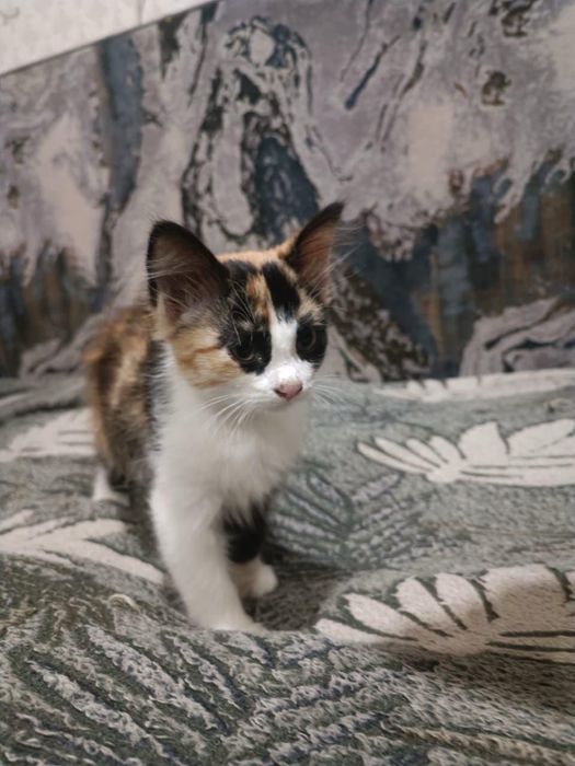 Отдам котят в добрые руки!