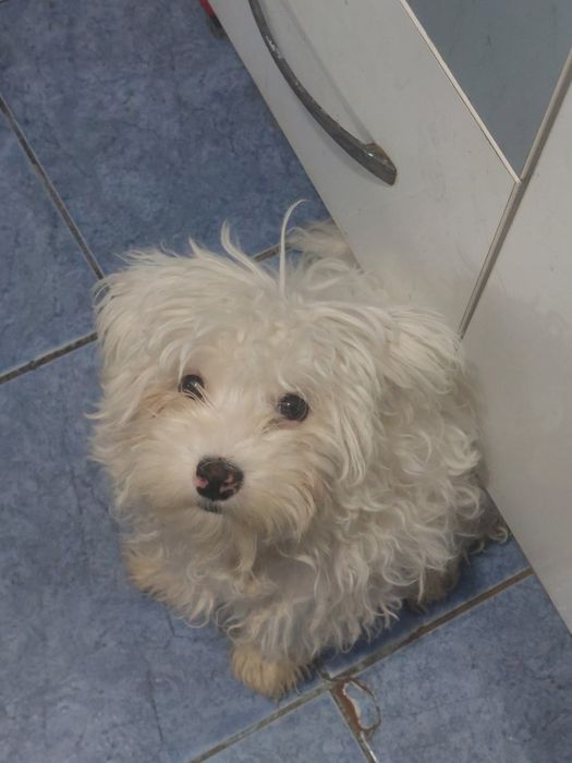 Donez catelusa bichon