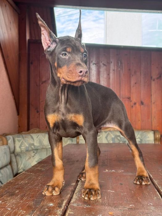 Cățeluș Doberman