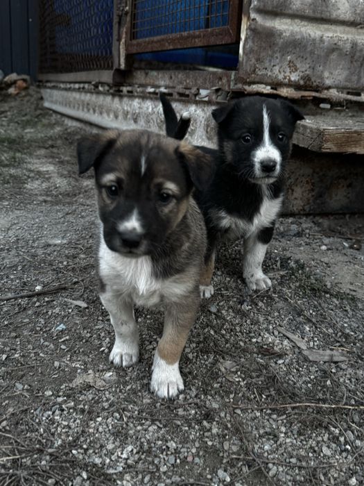 Митисы овчарки, звоните пищите