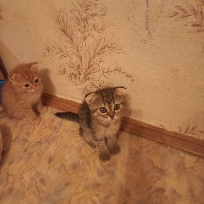 Вислоухие 1,5 м мальчик и девочка