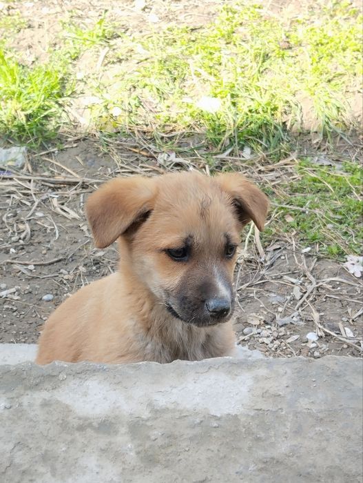 Kuchuk bolasi sotiladi