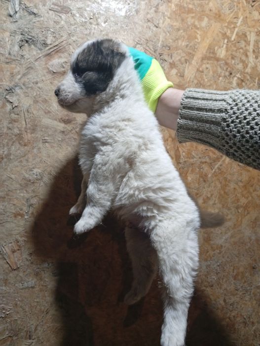 Продам щенка САО Алабай