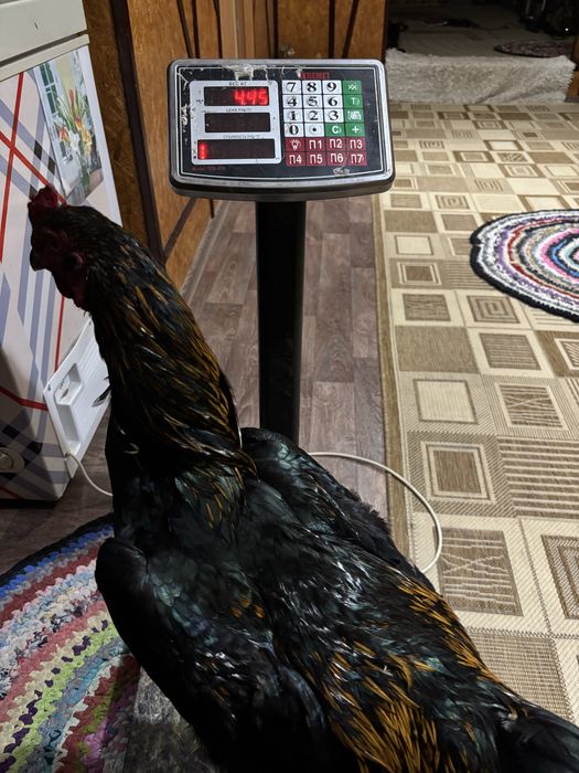 Продоётся петух дакан