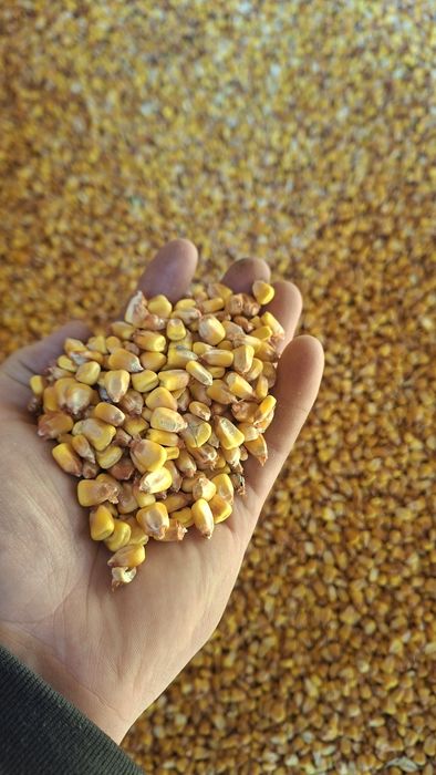 Porumb boabe uscat la stas