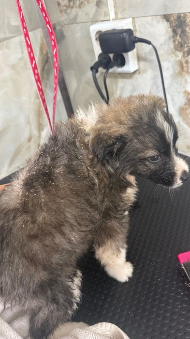 catel ,mascul,4 luni,deparazitat si vaccinat,microcipat,ajunge la maturitate cam la 8 kg