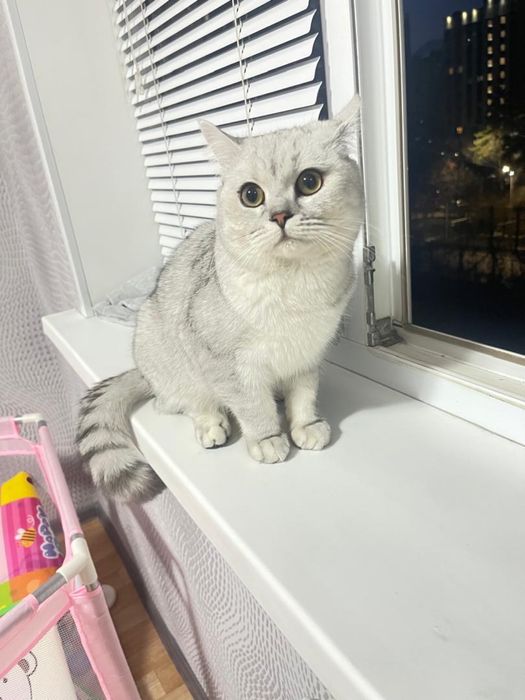 Британский кот , 6 месяцев