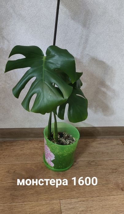 В продаже комнатные цветы