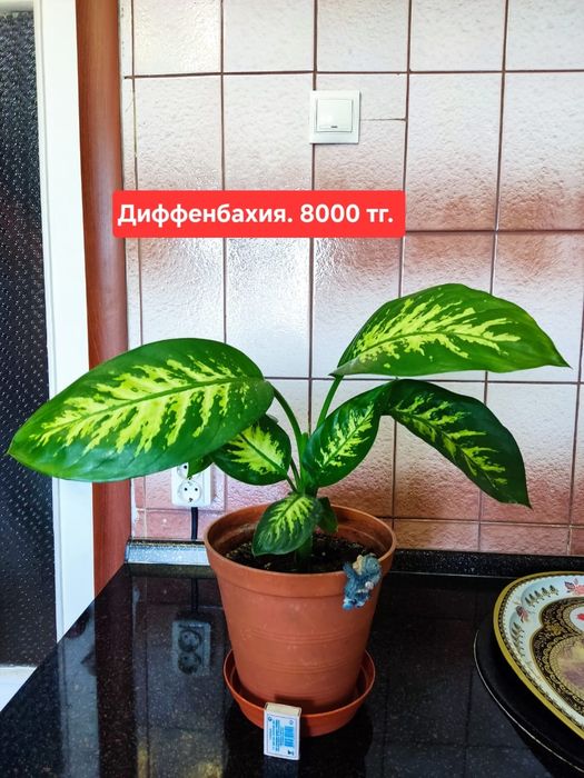 Продам комнатные растения.